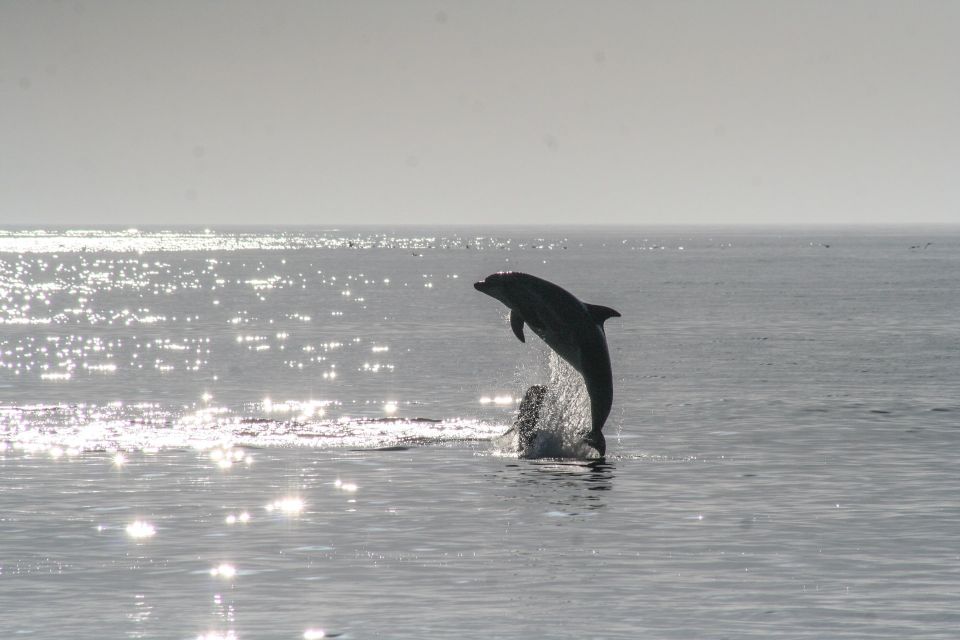 Vrsar: Dolphin Watching Boat Ride - Dolphin Sighting Opportunities