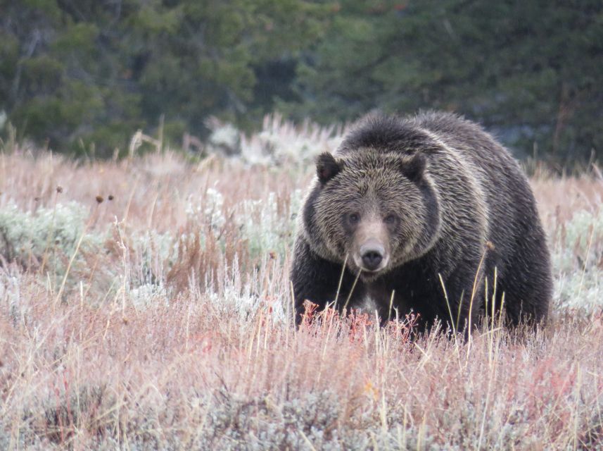 West Yellowstone: Yellowstone Day Tour Including Entry Fee - Flora and Fauna