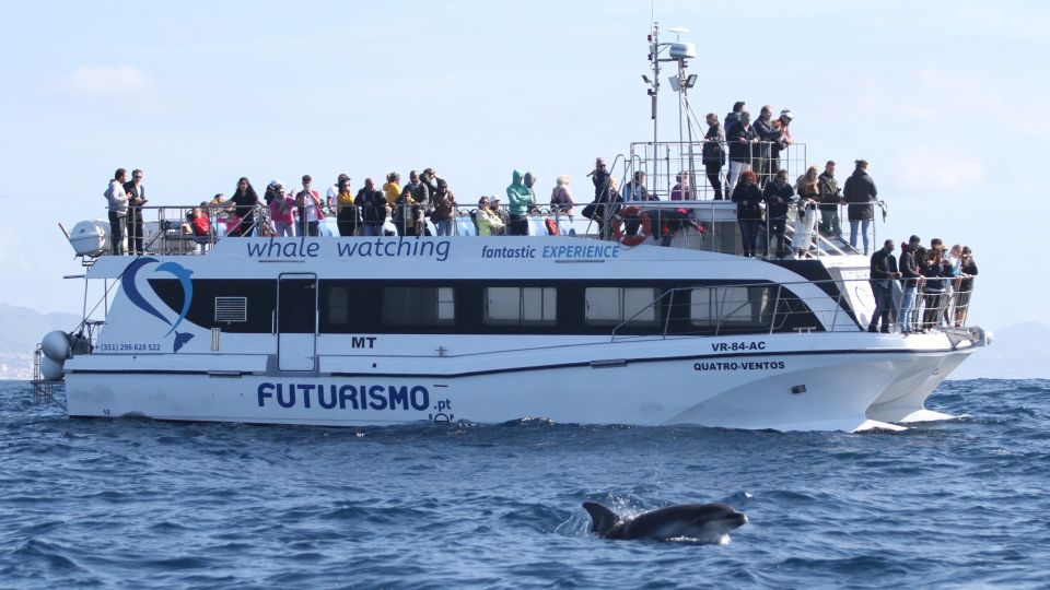 Whale and Dolphin Watching With Vila Franca Islet Visit - Booking and Cancellation Policy