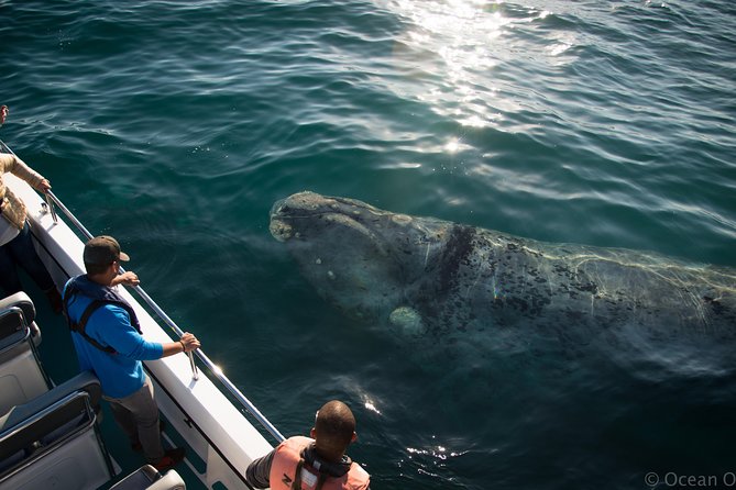 Whale Watching Knysna - Close Encounter Experience Ocean Odyssey - Cancellation and Refund Policy