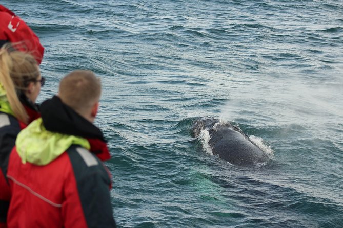 Winter Whale Watching & Northern Lights Cruise | Combo From Reykjavik - What to Expect