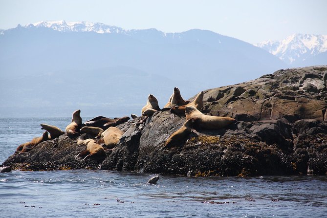 Zodiac Marine Wildlife Excursion From Victoria - Maximum Capacity and Group Size