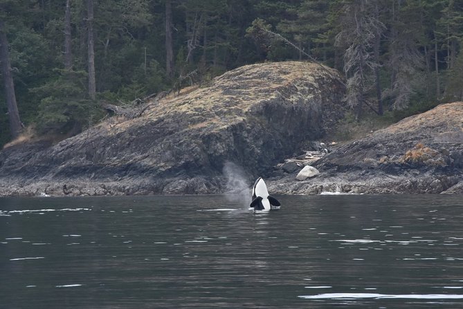 Zodiac Whale Watching Adventure From Victoria - Tour Policies