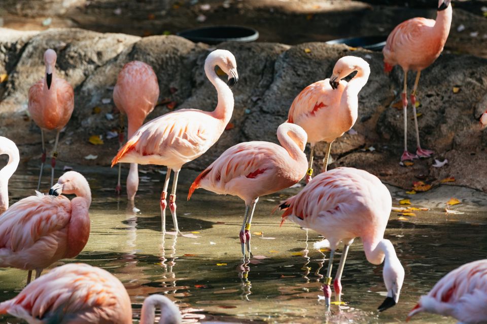 Atlanta: Zoo Atlanta General Admission Ticket - Frequently Asked Questions