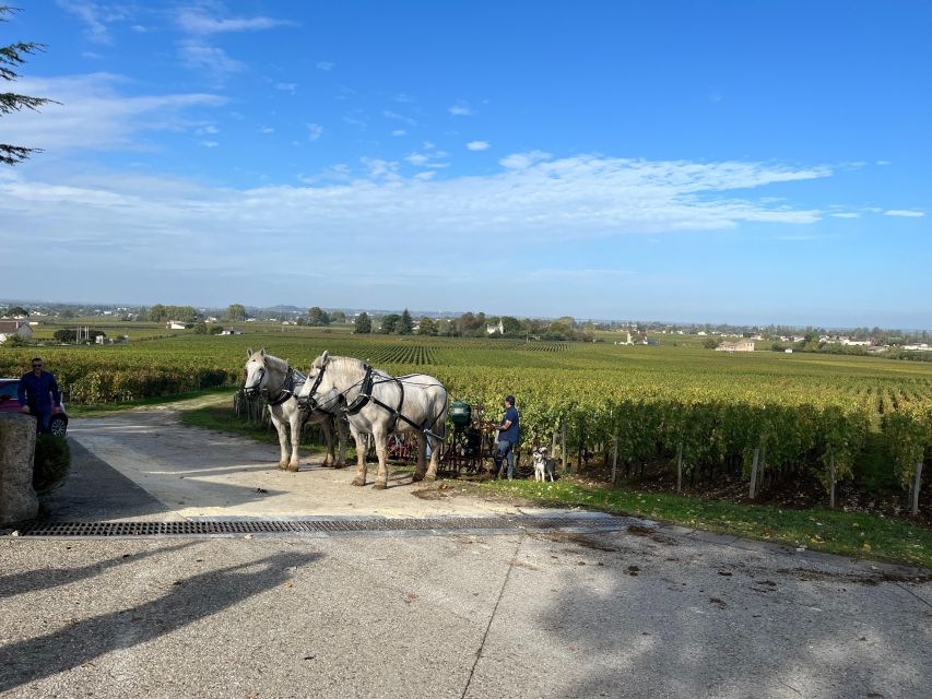 Bordeaux: St-Emilion Wine Tour in a Small Group - Frequently Asked Questions