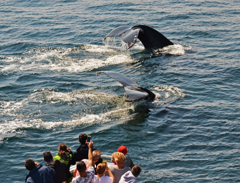 Boston: Whale Watching Catamaran Cruise - Frequently Asked Questions