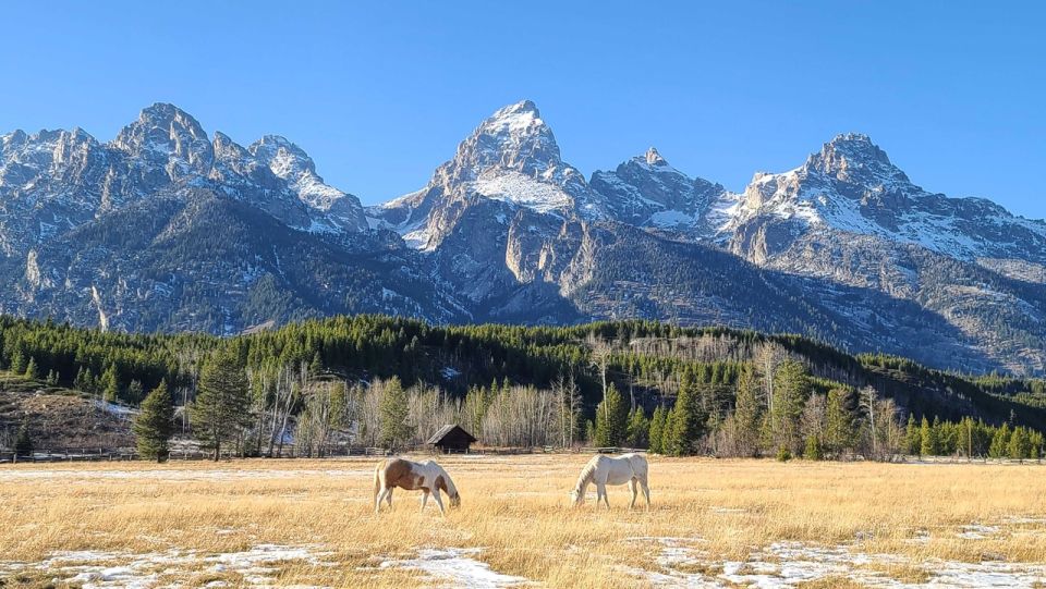 Bozeman: Yellowstone & Grand Teton National Park With Hotel - Frequently Asked Questions