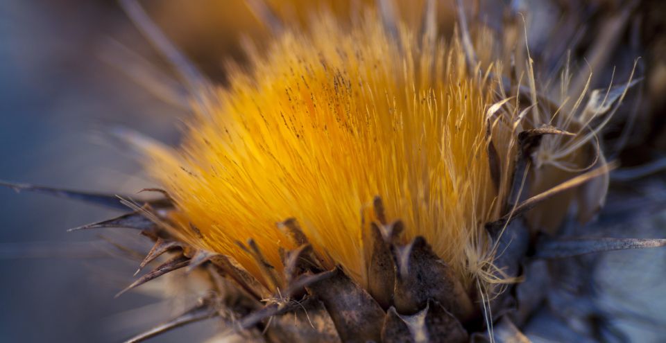 Buskett Woodlands and Dingli Cliffs Private Nature Tour - Frequently Asked Questions