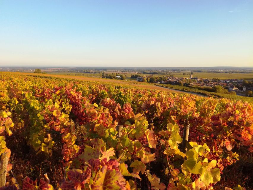 Côte De Nuits Private Local Wineries and Wine Tasting Tour - Frequently Asked Questions