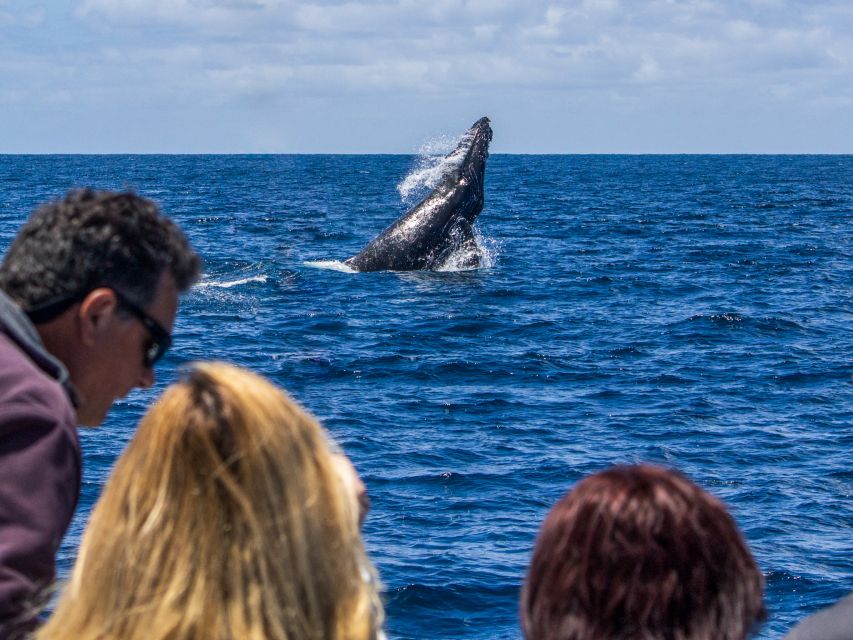 Dana Point Dolphin & Whale Watching With Underwater Viewing - Frequently Asked Questions