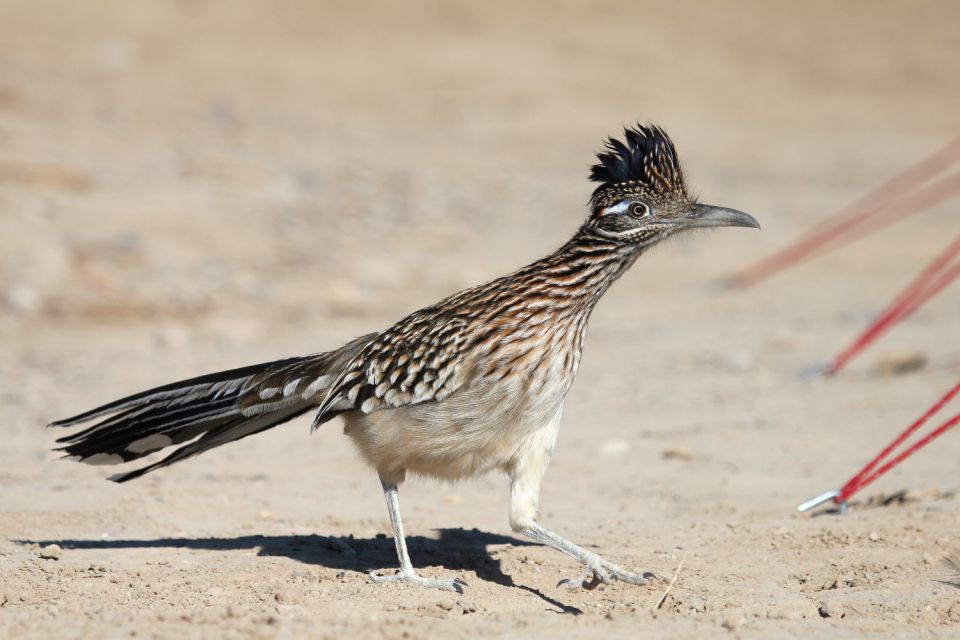 Death Valley: National Park Self-Guided Driving Tour - Frequently Asked Questions