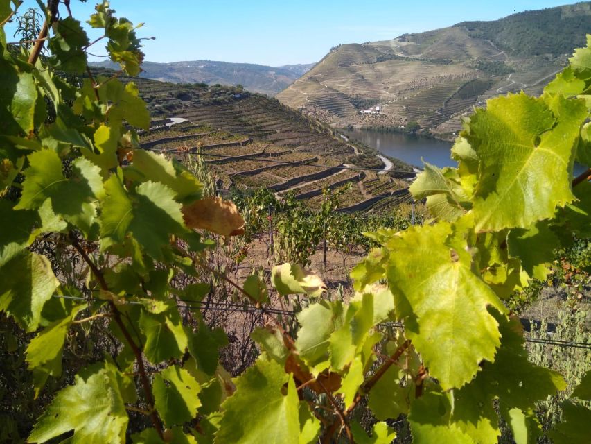 Douro Valley & Amarante - From Porto or Guimarães - Recap