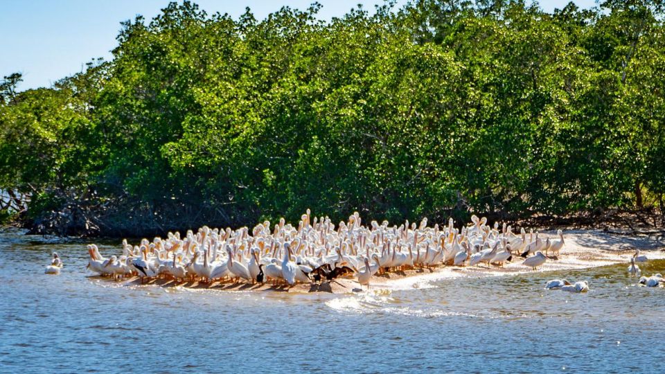 Everglades National Park: Pontoon Boat Tour & Boardwalk - Frequently Asked Questions