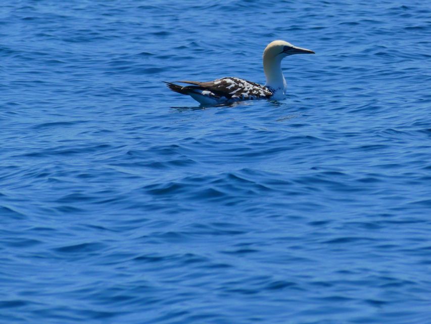 Faro: Dolphin and Wildlife Watching in the Atlantic Ocean - Frequently Asked Questions