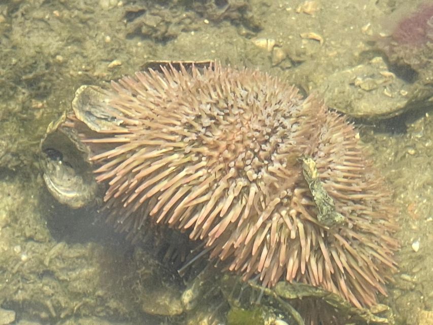 Fort Pierce: 6-hr Mangroves, Coastal Rivers & Wildlife in FL - Frequently Asked Questions