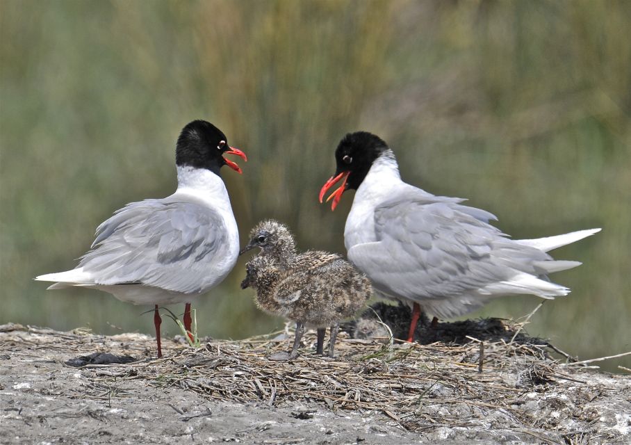 From Avignon: Half-Day Camargue and Saintes-Maries-de-la-Mer - Frequently Asked Questions