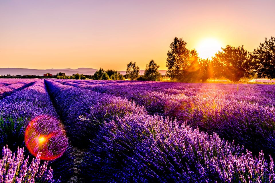 From Avignon: Lavender Fields & Luberon Village Guided Tour - Frequently Asked Questions