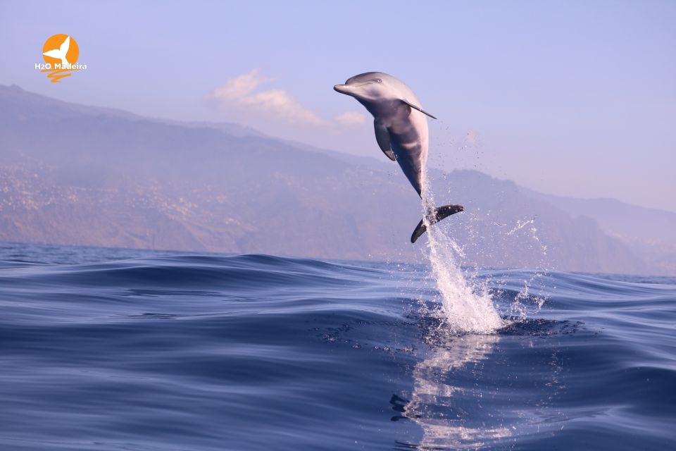 From Calheta: Whale and Dolphin Watching RIB Boat Tour - Frequently Asked Questions