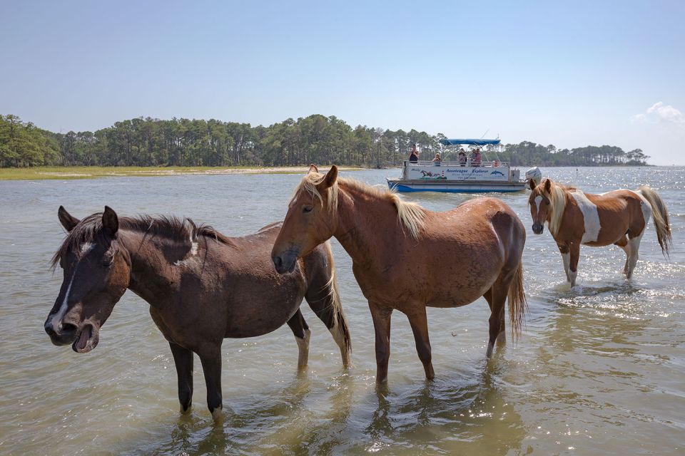 From Chincoteague Island: Assateague Island Boat Tour - Customer Reviews