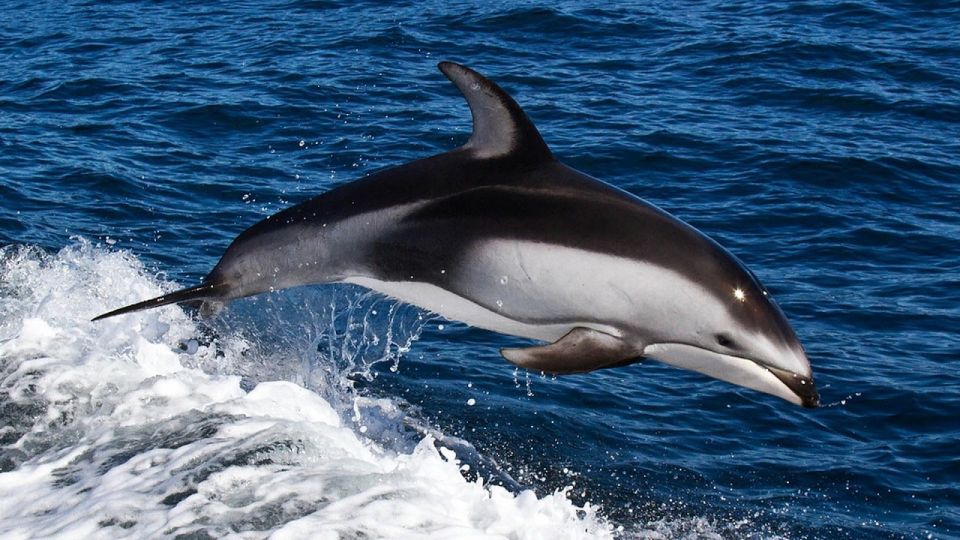 From Faro: Dolphin Watching & 2 Islands Tour - Frequently Asked Questions