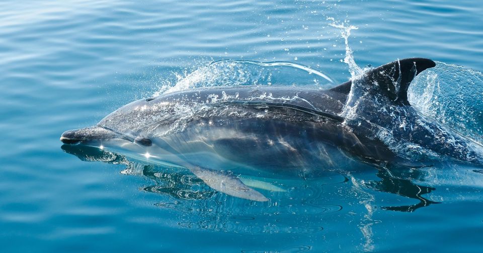 From Fazana: Private Dolphin Search & Sunset Cruise - Frequently Asked Questions