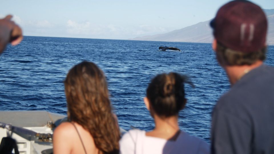 From Maalaea: Whale Watching Catamaran Cruise With Drinks - Frequently Asked Questions