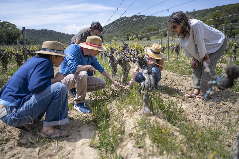 From Montpellier: Wine and Olive Tour - Frequently Asked Questions