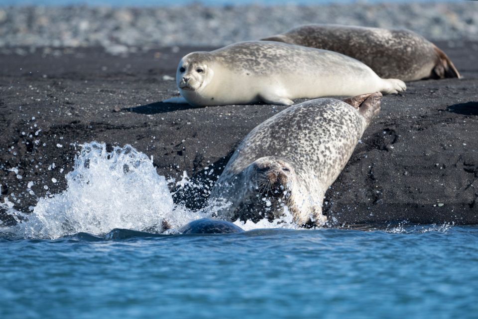 From Reykjavik: 3-Day Tour of the Wild Westfjords - Frequently Asked Questions