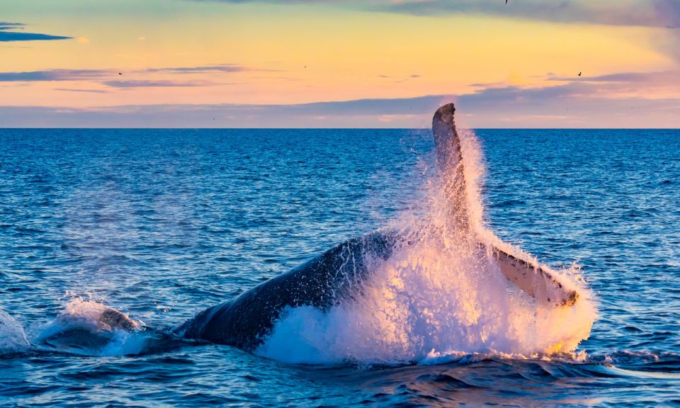 From Reykjavik: Full Day Whale Watching & Golden Circle Tour - Frequently Asked Questions