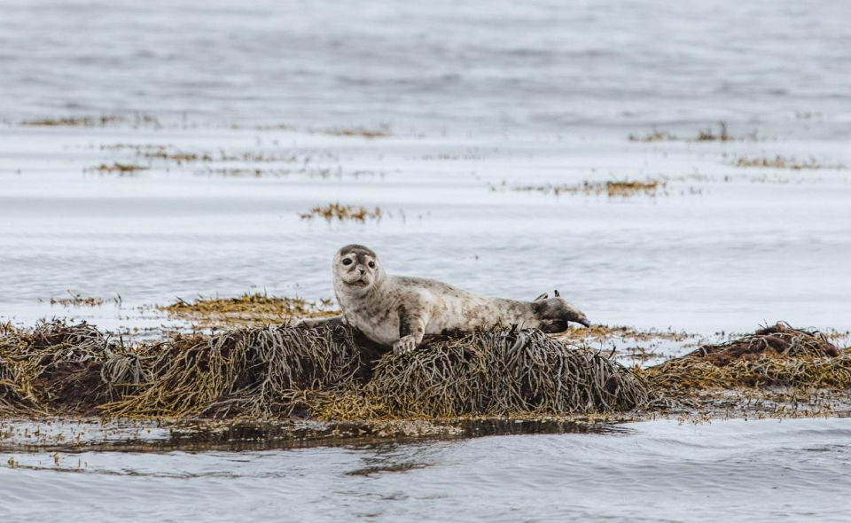 From Reykjavik: Snæfellsnes Peninsula Tour With PRO Photos - Frequently Asked Questions