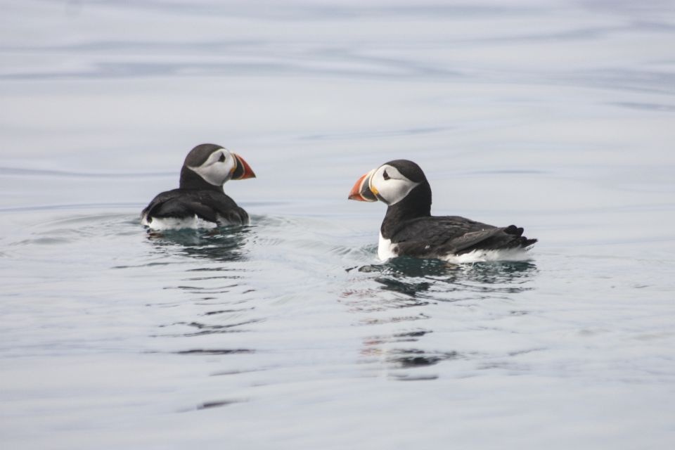 From Reykjavik: Whale and Puffin Watching RIB Boat Tour - Frequently Asked Questions