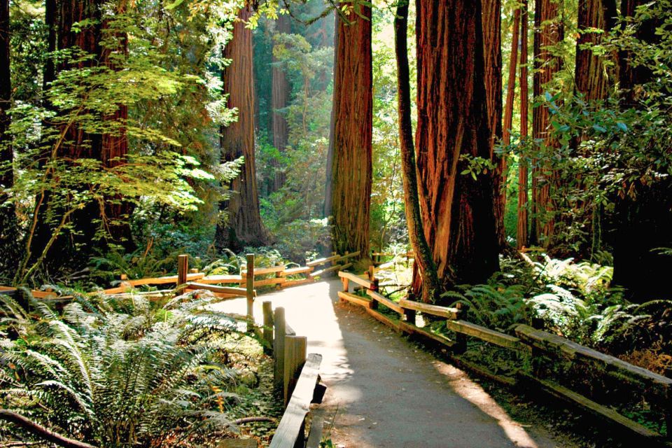 From San Francisco: Muir Woods and Sausalito Half-Day Trip - Frequently Asked Questions