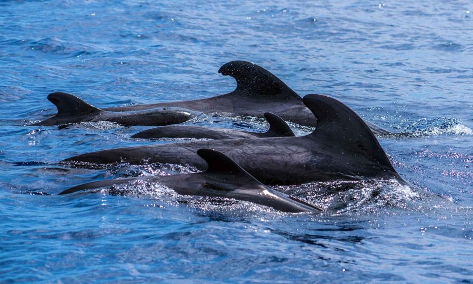 Funchal: Dolphin and Whale Watching Cruise - Frequently Asked Questions