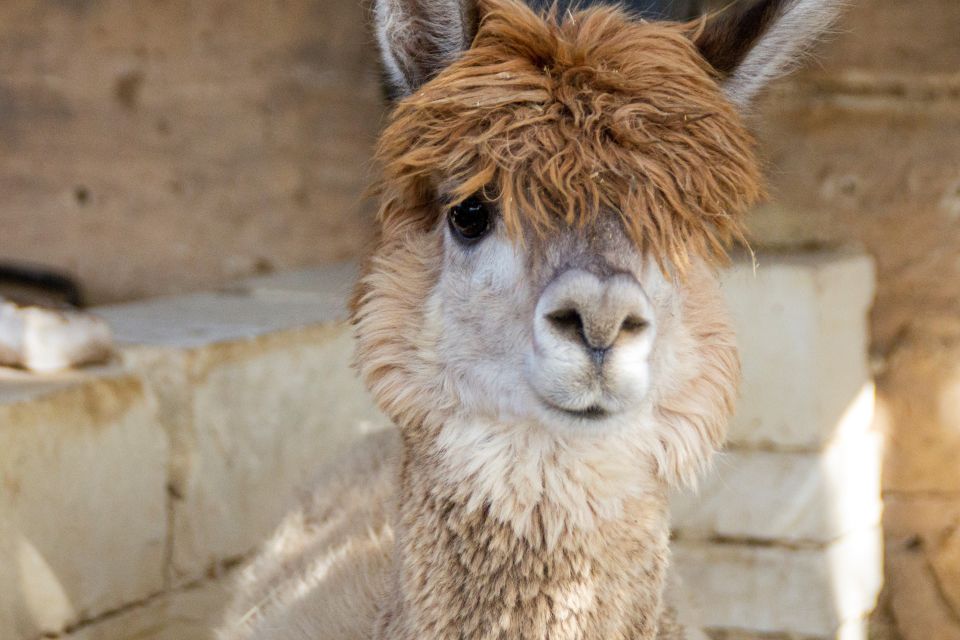 Gozo Alpaca Walks : With Feeding and Farm Visit - Frequently Asked Questions