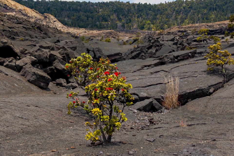 Hawaii Volcanoes National Park: Self-Guided Driving Tour - Frequently Asked Questions