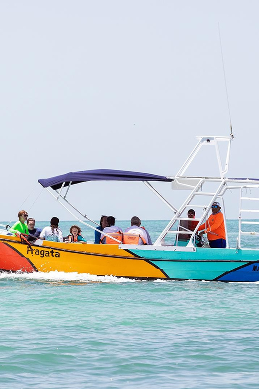 Holbox: Swimming With Wild Whale Sharks Boat Trip - Frequently Asked Questions