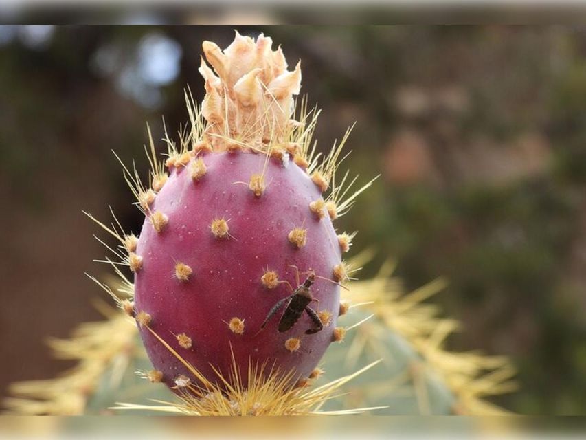 Joshua Tree: Half-Day Private Hike of the National Park - Frequently Asked Questions