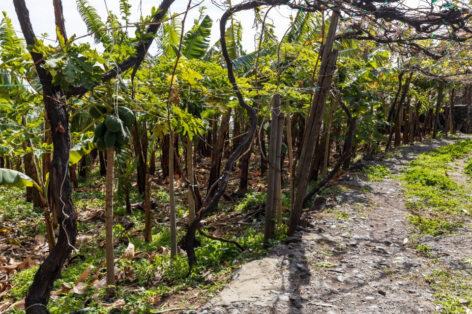 Madeira: Faja Dos Padres Private Sightseeing Tour - Recap