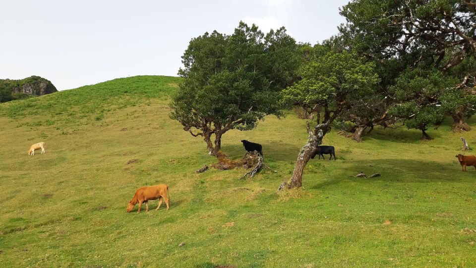 Madeira: Private Tour of Fanal Forest - Frequently Asked Questions