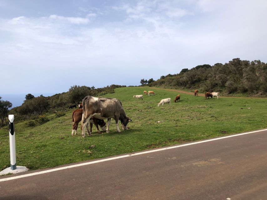 Madeira West Safari - the Natural Lava Pools of Porto Moniz - Frequently Asked Questions