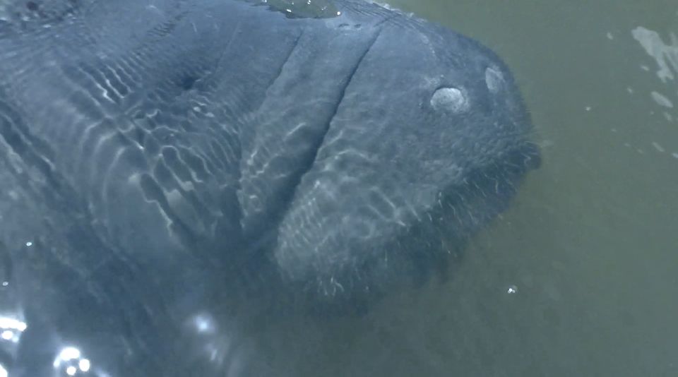 Merritt Island: Manatee Watching Paddle or Kayak Tour - Frequently Asked Questions