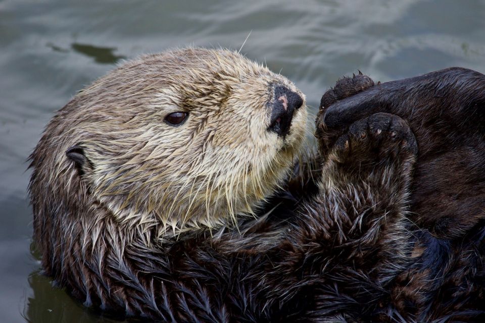 Monterey: Whale Watching Cruise - Frequently Asked Questions