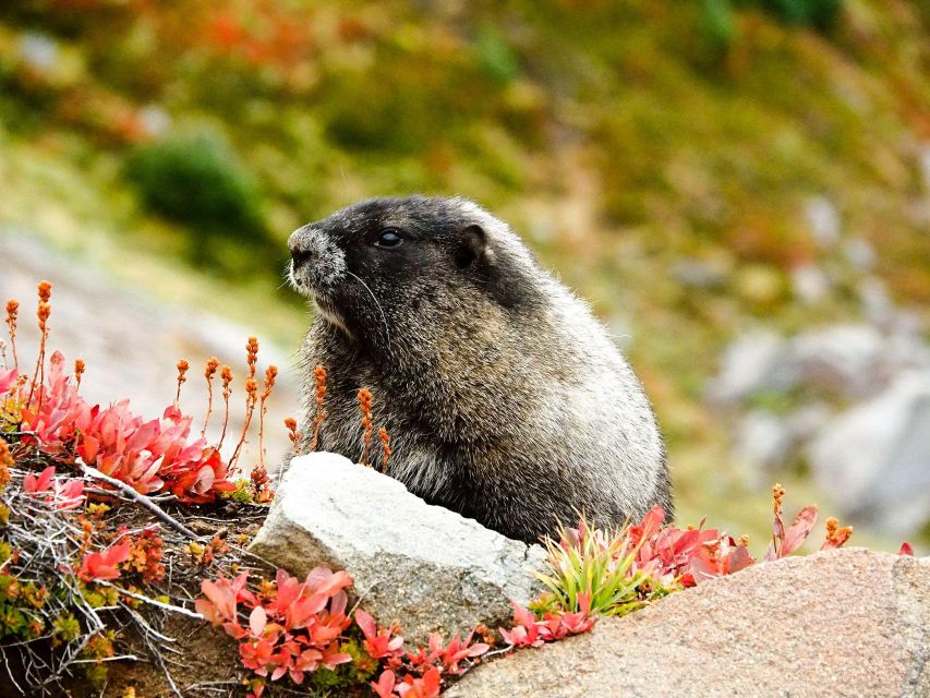 Mount Rainier National Park: Audio Tour Guide - Frequently Asked Questions