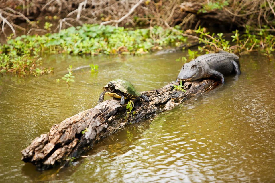 New Orleans: Swamp & Bayou Boat Tour With Transportation - Frequently Asked Questions