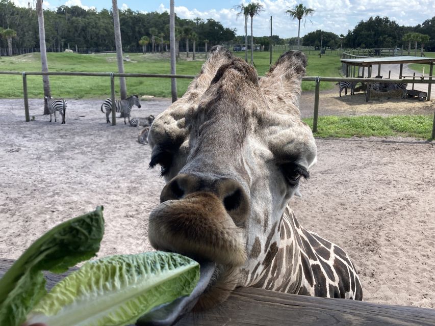 Orlando: Drive-Thru Safari Park at Wild Florida - Frequently Asked Questions