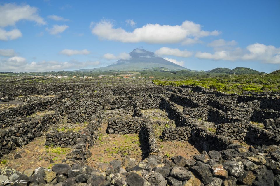 Pico Island: Full Day Wine Culture Tour - Recap