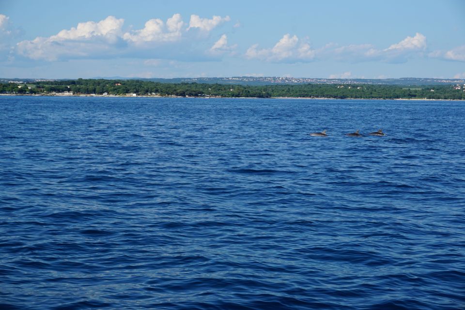 Poreč: Dolphin Spotting Cruise With Included Drinks - Frequently Asked Questions