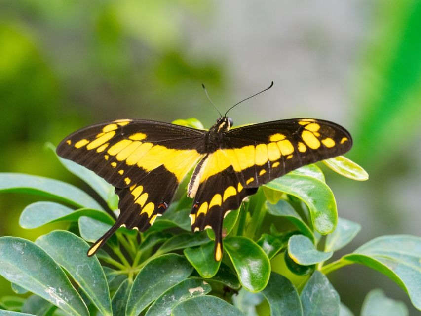 Prague: Papilonia Butterfly House - Frequently Asked Questions