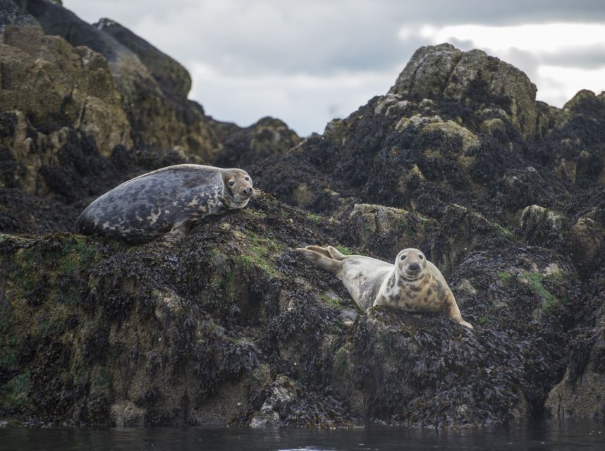 Queensferry: Sightseeing Cruise to Inchcolm Island - Frequently Asked Questions