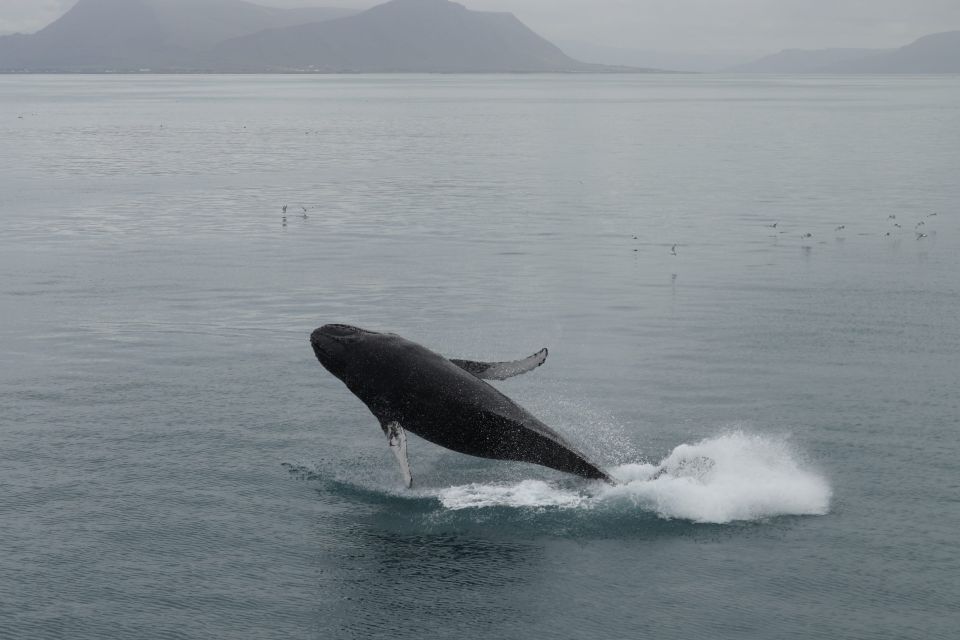 Reykjavik: Best Value Whale Watching Boat Tour - Frequently Asked Questions